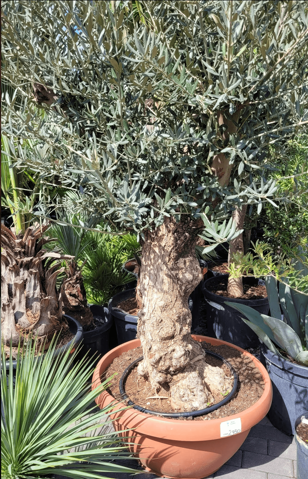 Olea europaea – Dostojna Staruszka